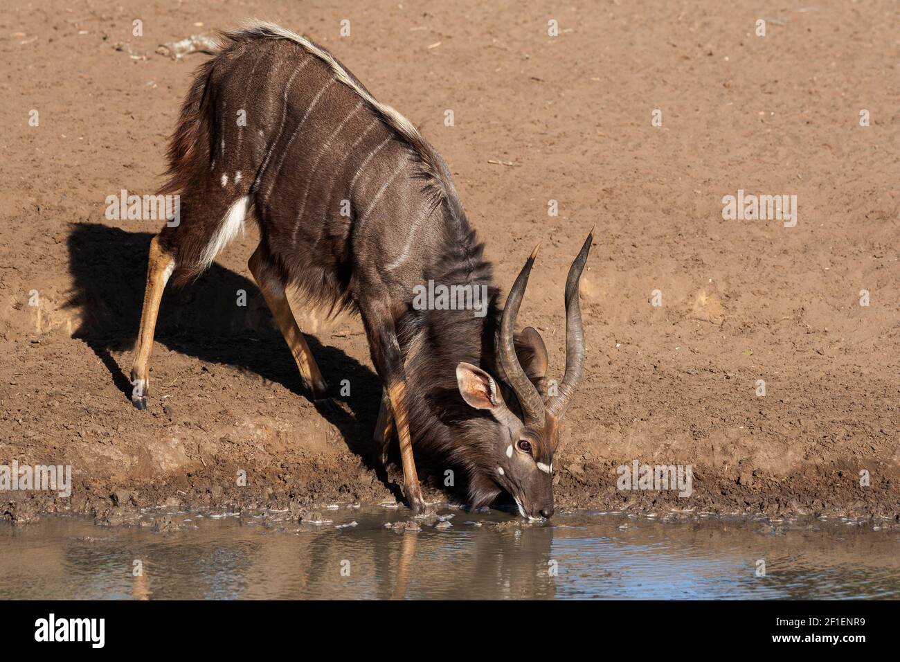 Nyala (Tragelaphus angasii), homme buvant, réserve de gibier Mkuze, KwaZulu-Natal, Afrique du Sud Banque D'Images