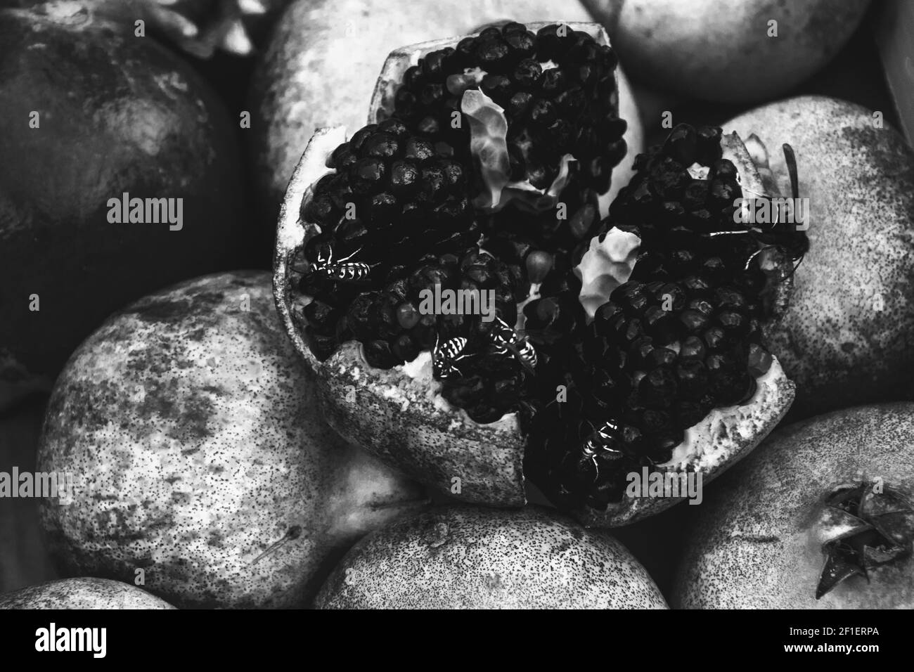 Les abeilles et les guêpes goûtant la grenade. Mise au point sélective. Marché agricole biologique local. Photo en noir et blanc. Banque D'Images