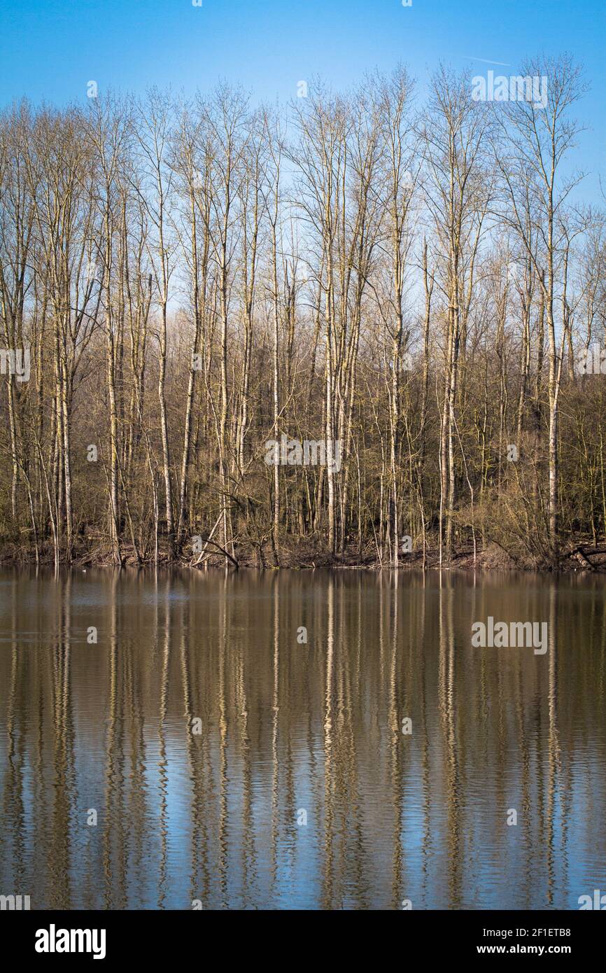 Réserve naturelle de Bislicher Insel sur le Bas Rhin près de Xanten, paysage de plaine inondable, ancienne branche du Rhin, Rhénanie-du-Nord-Westphalie, Allemagne. Produits naturels Banque D'Images