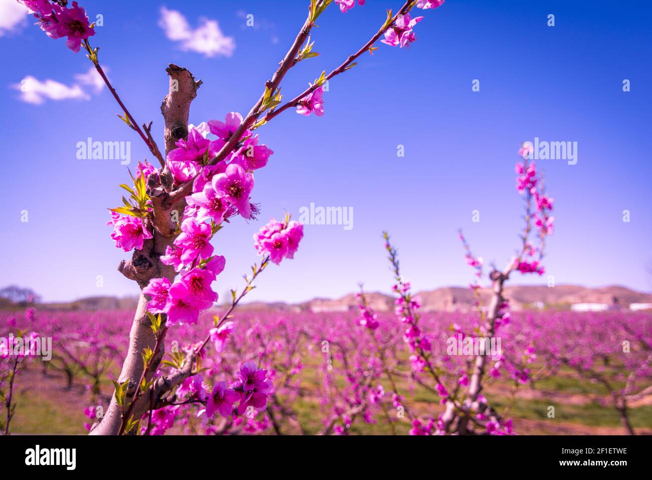 Blossoming Peach Tree in spring Banque D'Images