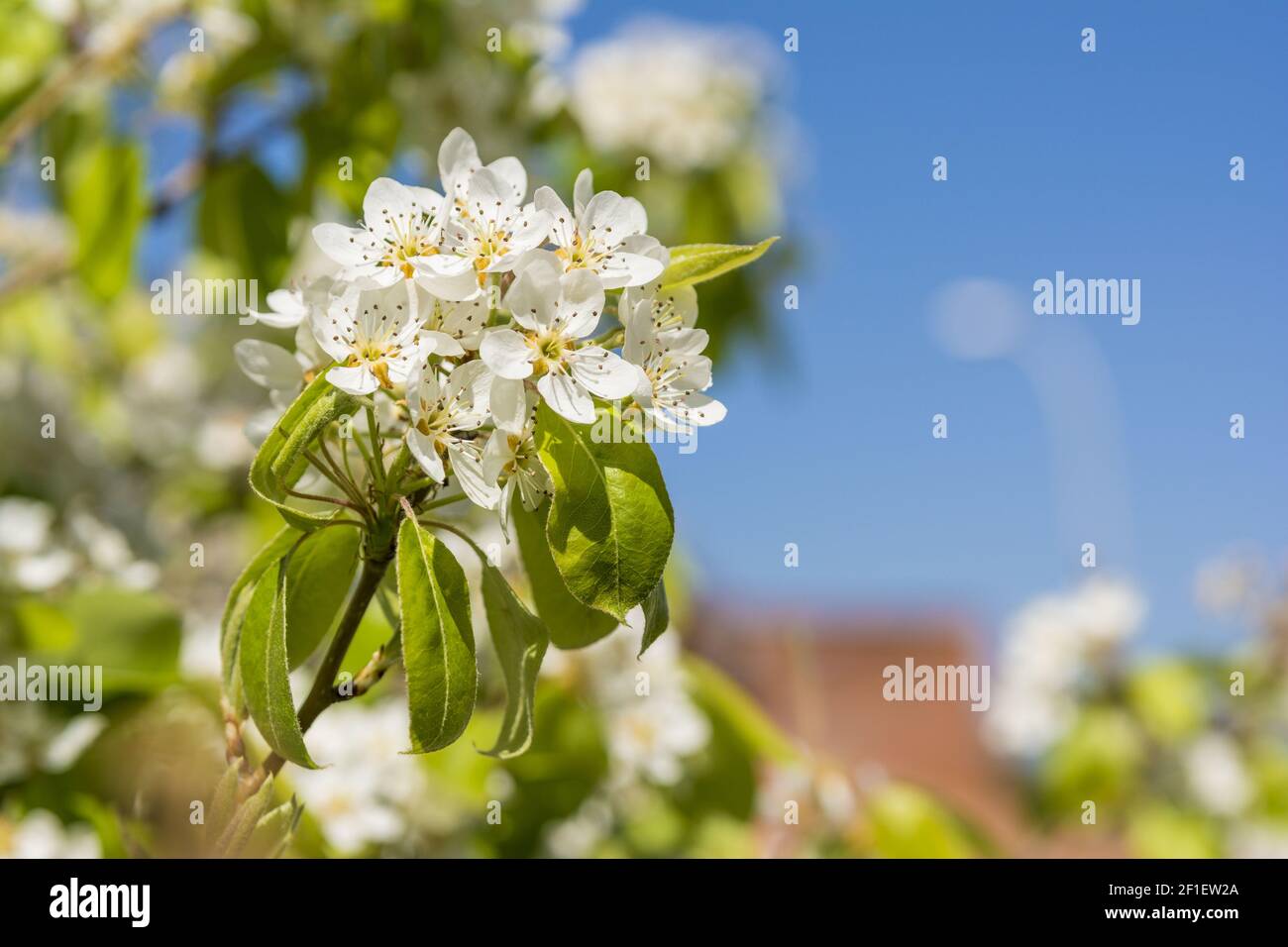 Fleur de printemps, Poirier Pyrus Communis nom scientifique Banque D'Images