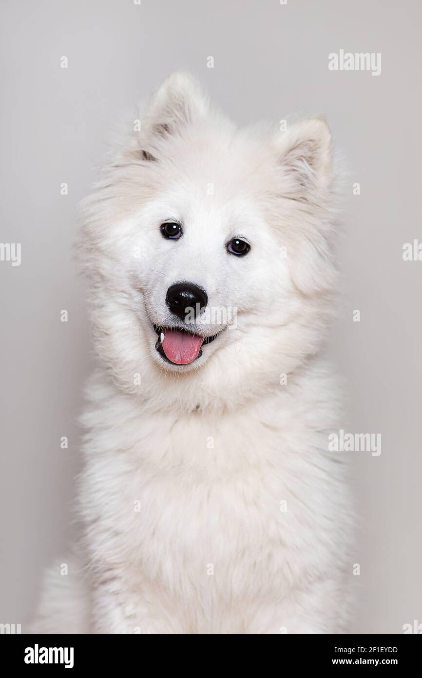 Portrait de chien de chiot blanc Samoyed Laika race. Gros plan vertical en studio. Banque D'Images