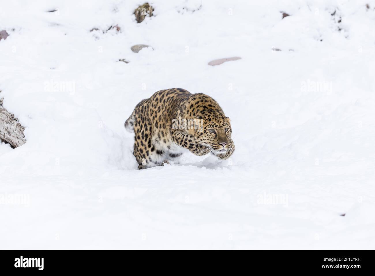 Amur Leopard dans la neige Banque D'Images