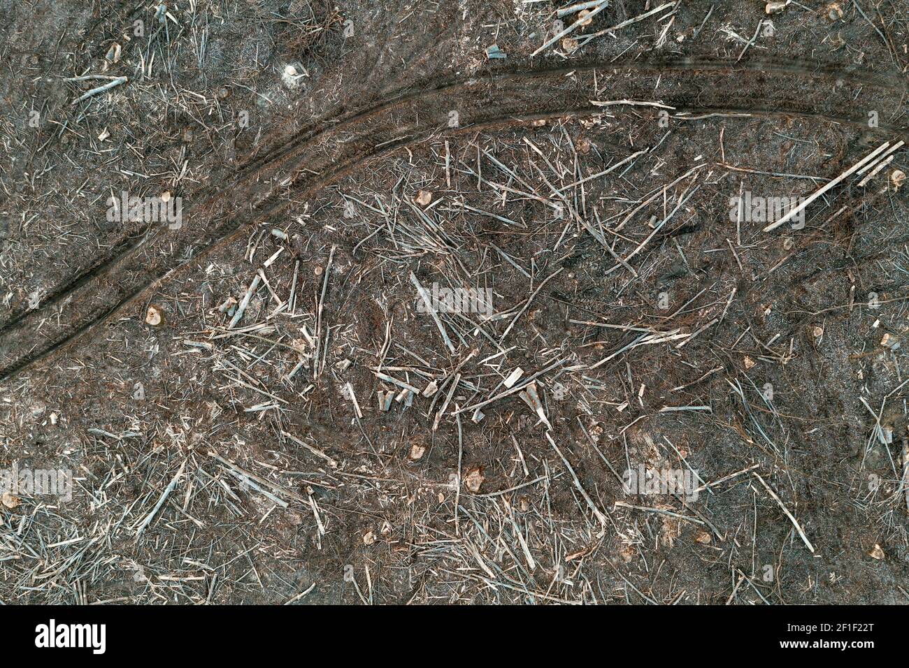Vue aérienne des paysages de déforestation, des rondins d'arbres et des souches sur le sol de drone pov, dommages environnementaux arrière-plan Banque D'Images