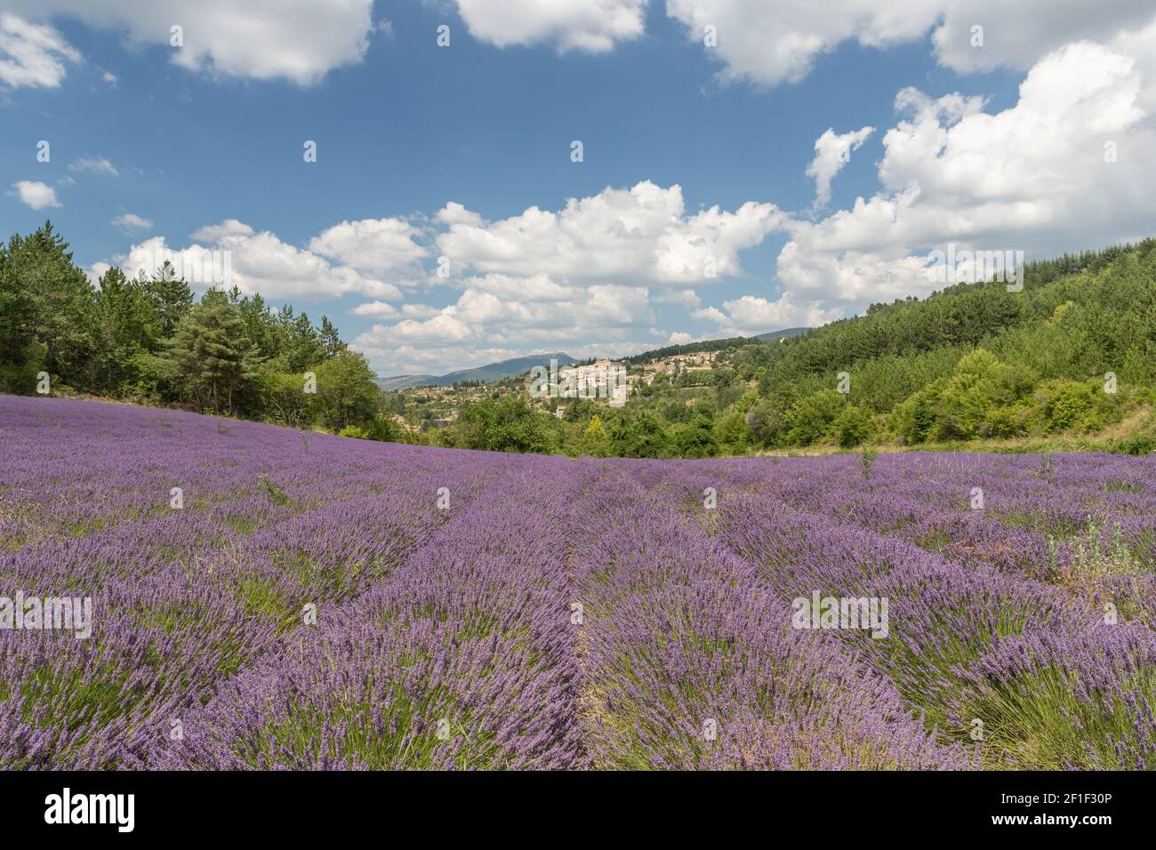 Ruelles violettes de lavande en provence en France, en Europe Banque D'Images