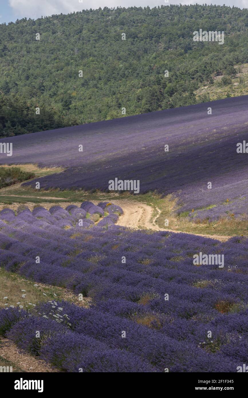 Ruelles violettes de lavande en provence en France, en Europe Banque D'Images
