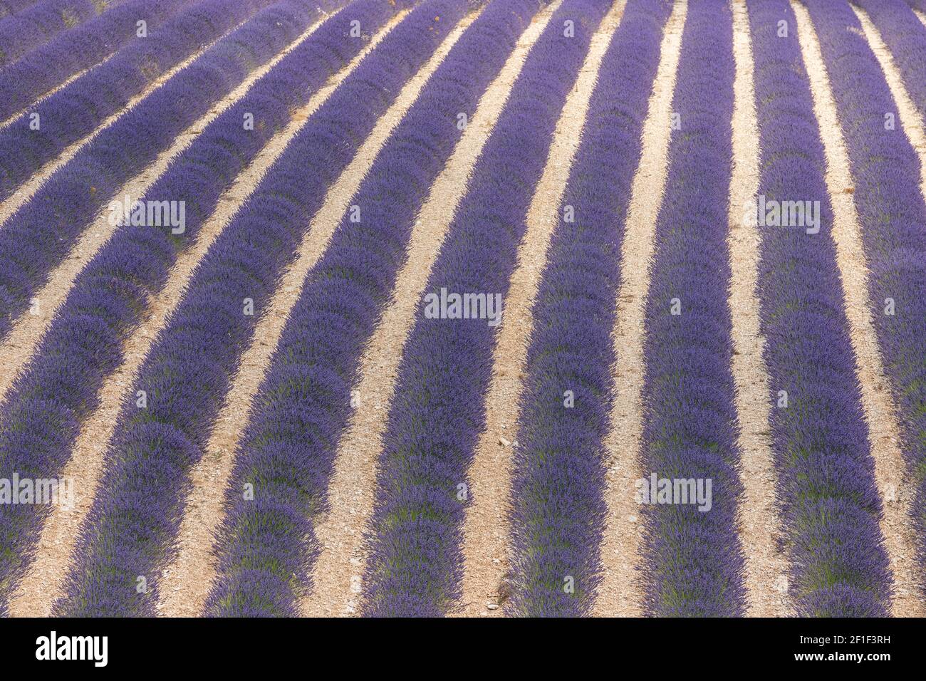 Ruelles violettes de lavande en provence en France, en Europe Banque D'Images