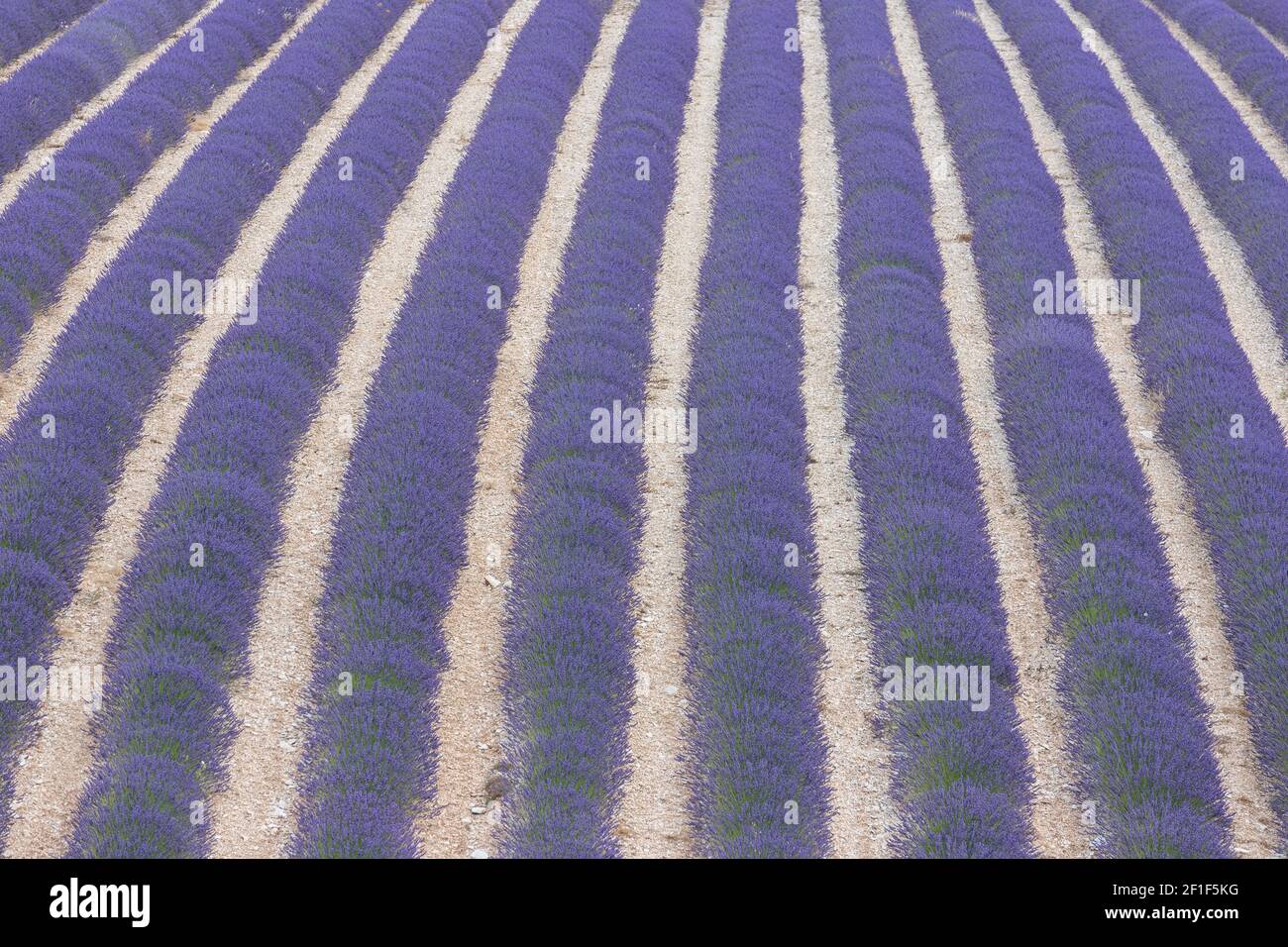 Ruelles violettes de lavande en provence en France, en Europe Banque D'Images