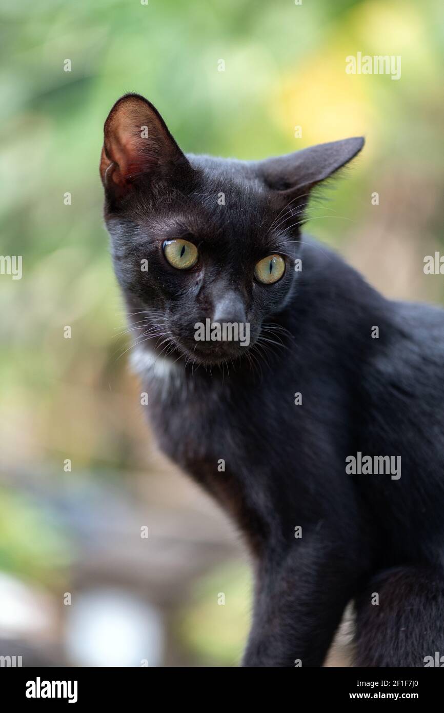 Gros plan de chat domestique noir avec des yeux tranchants sur un jour ensoleillé Banque D'Images