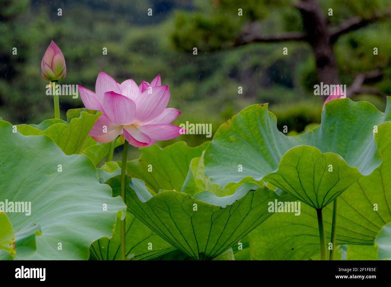 Fleur de Lotus à l'étang Shinobazu, Ueno, Taito-ku, préfecture de Tokyo, Japon Banque D'Images