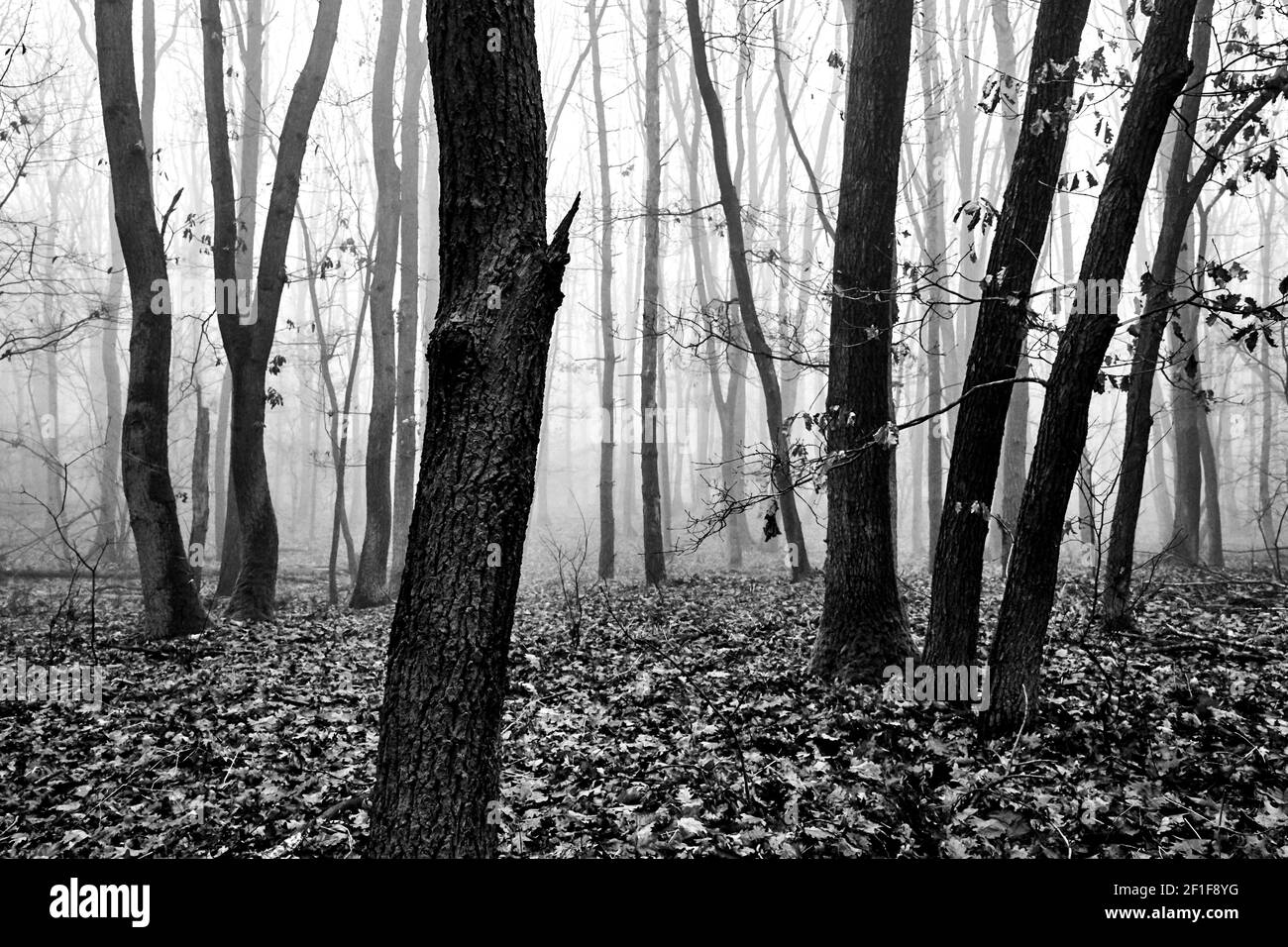 Troncs d'arbres à feuilles caduques dans une forêt brumeuse à l'automne en Pologne, monochrome Banque D'Images