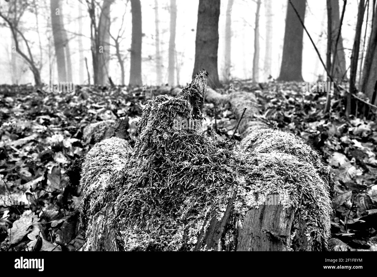 Tronc d'arbre tombé recouvert de mousse dans une forêt brumeuse à l'automne en Pologne, monochrome Banque D'Images