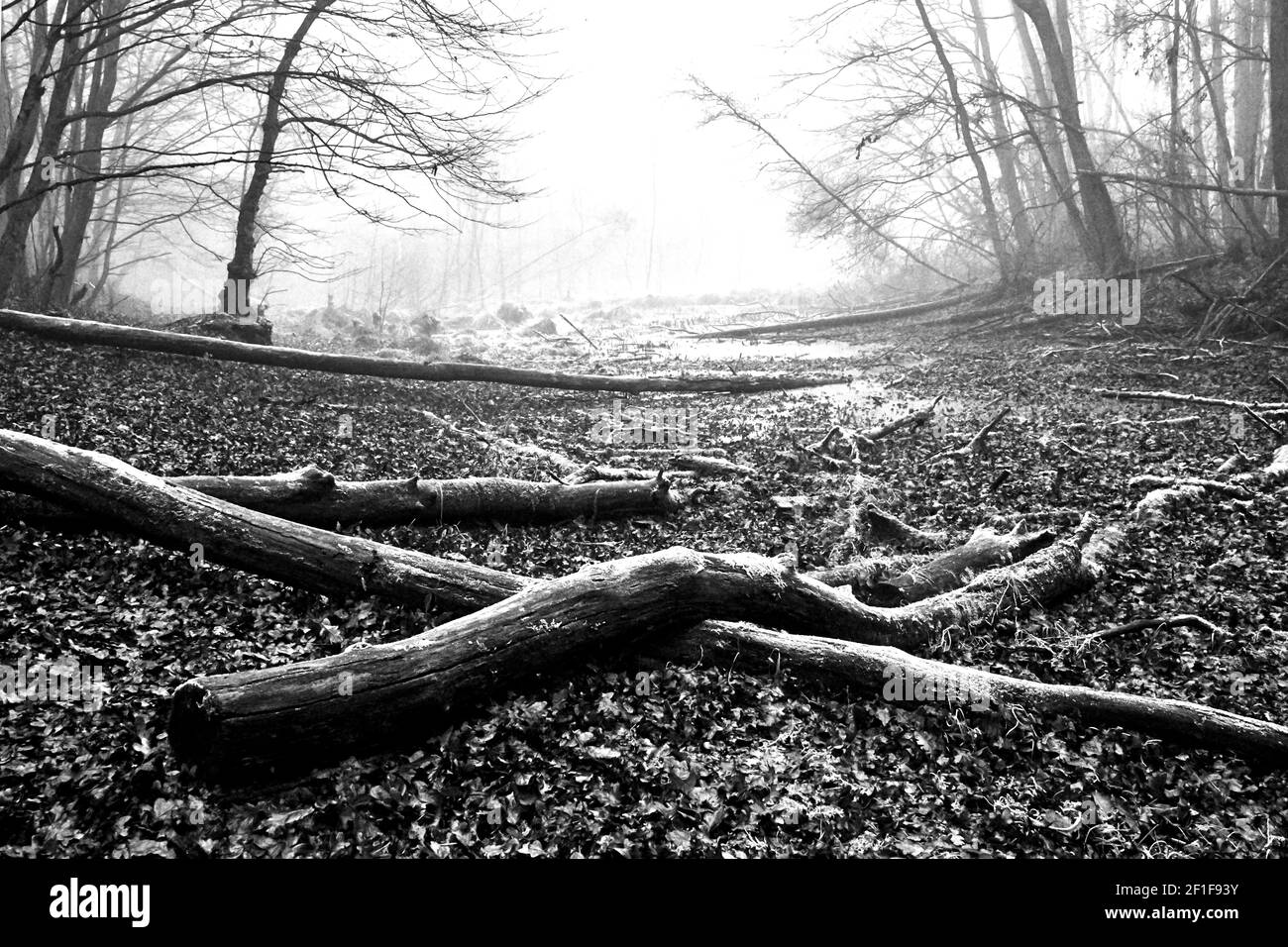 Arbres tombés et un petit lac dans une forêt brumeuse pendant l'automne en Pologne, monochrome Banque D'Images
