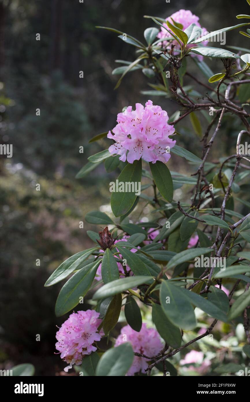 Rhododendron 'Christmas Cheer'. Banque D'Images