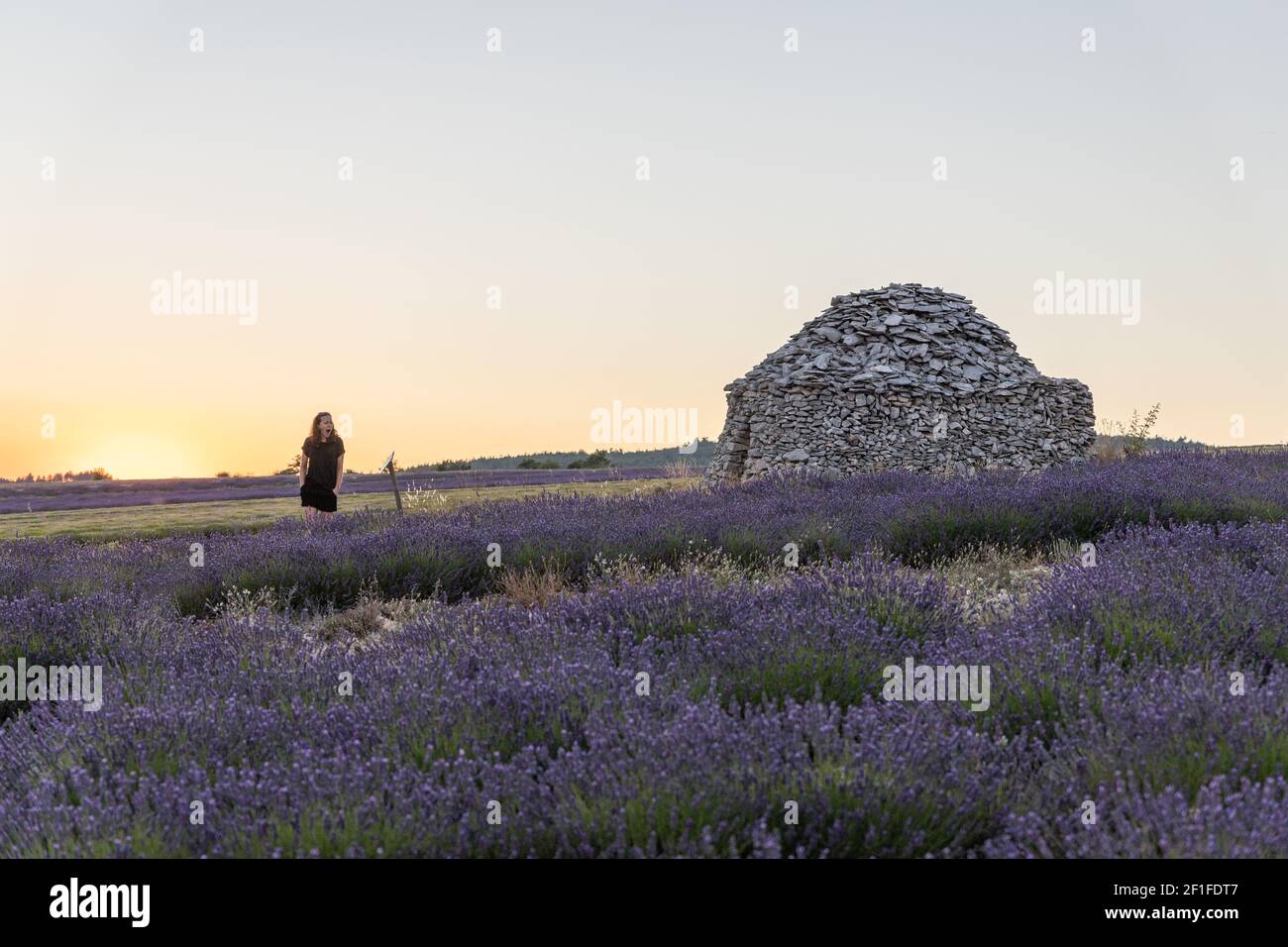 Maison ronde en pierre dans les champs de lavande en provence en France, Europe Banque D'Images