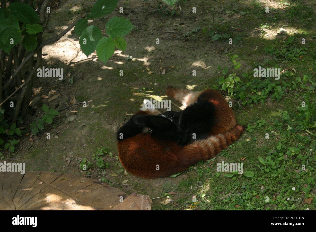 Les petits bébés panda rouges (Ailurus fulgens) paient dans leur enclos dans un zoo Banque D'Images
