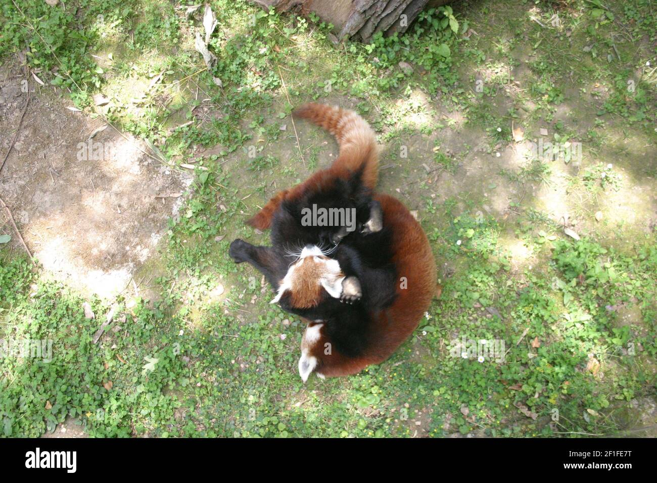 Deux petits panda rouges (Ailurus fulgens) jouer dans leur enceinte dans un zoo sur un soleil jour d'été Banque D'Images