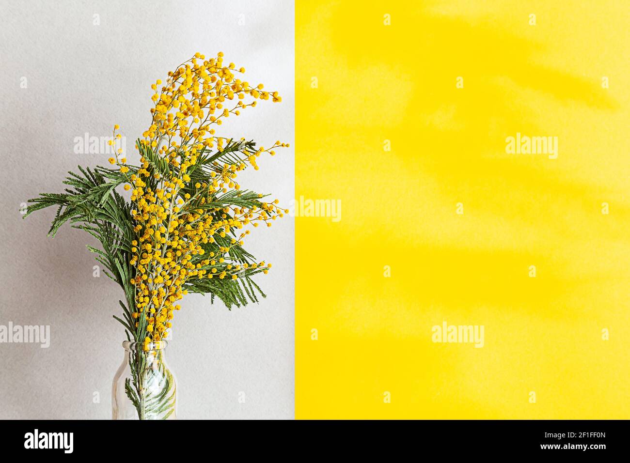 Un bouquet de fleurs mimosa dans un vase en verre sur fond gris clair. Composition de ressort avec des ombres intéressantes, espace de copie. Banque D'Images