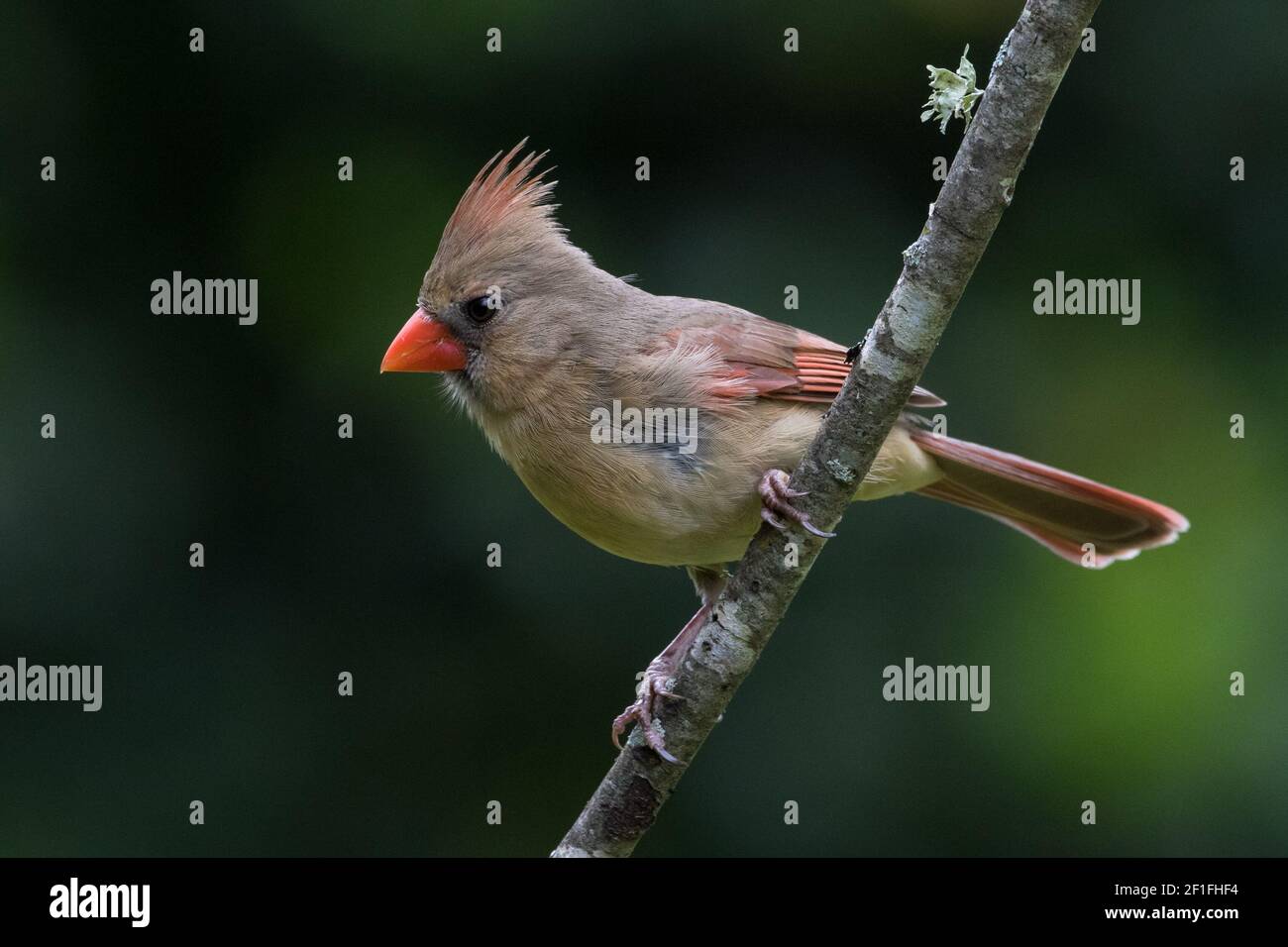 Portrait d'une cardinal du nord femelle, Cardinalis cardinalis. Banque D'Images