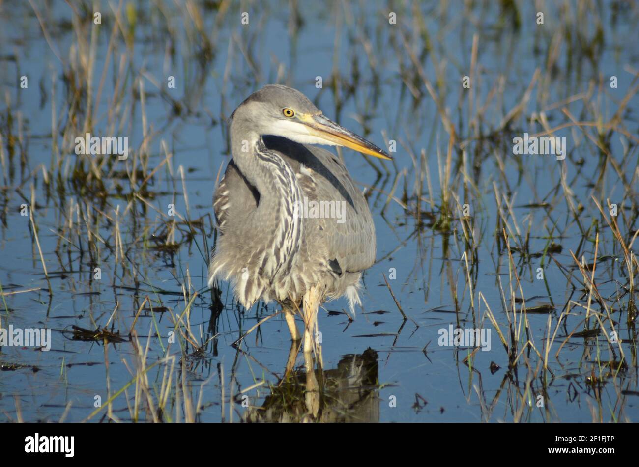 Héron d'Immipure photographié dans Walthamstow Marshes Londres Banque D'Images