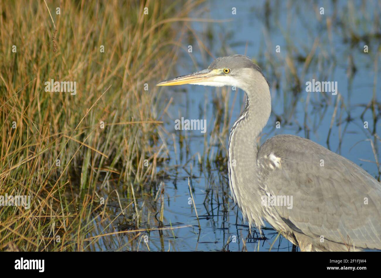 Héron d'Immipure photographié dans Walthamstow Marshes Londres Banque D'Images