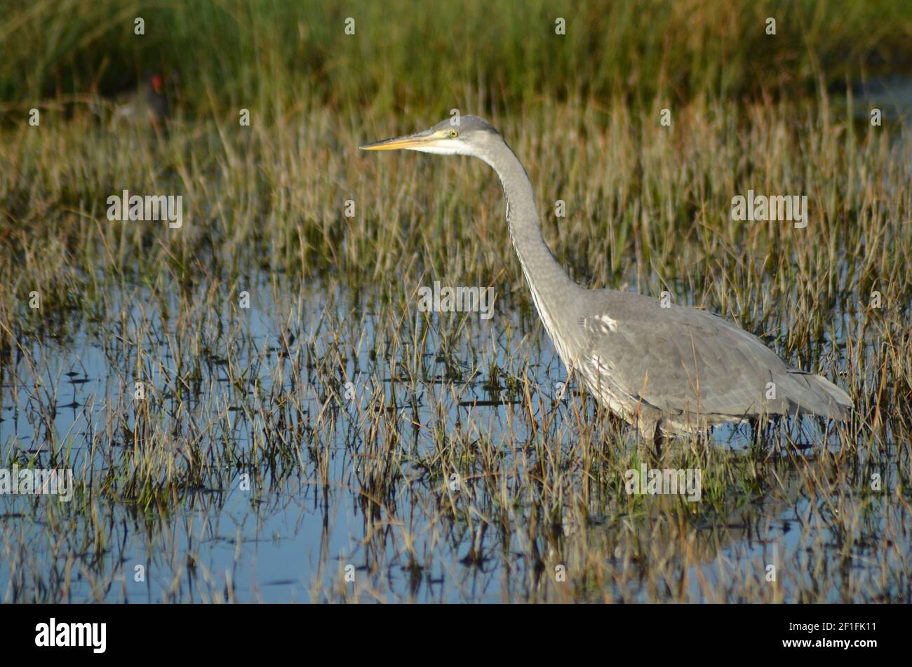 Héron d'Immipure photographié dans Walthamstow Marshes Londres Banque D'Images