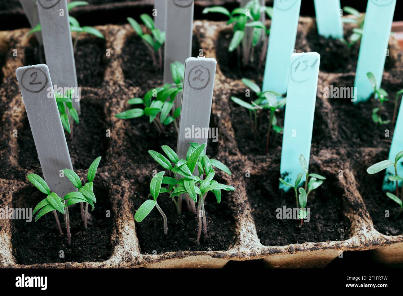 Jeunes pousses de vert vif dans des pots de tourbe biologique avec des étiquettes de couleur, le jardinage à la maison et le concept d'aspect de printemps Banque D'Images