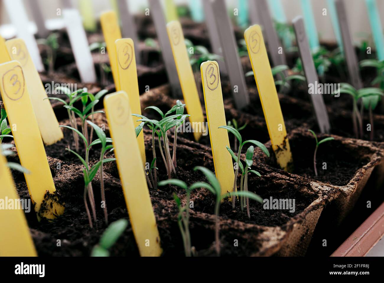 Jeunes pousses de vert vif de différentes variétés de tomate dans des pots de tourbe avec des étiquettes multicolores, le jardinage à la maison et le lien avec le concept de la nature Banque D'Images