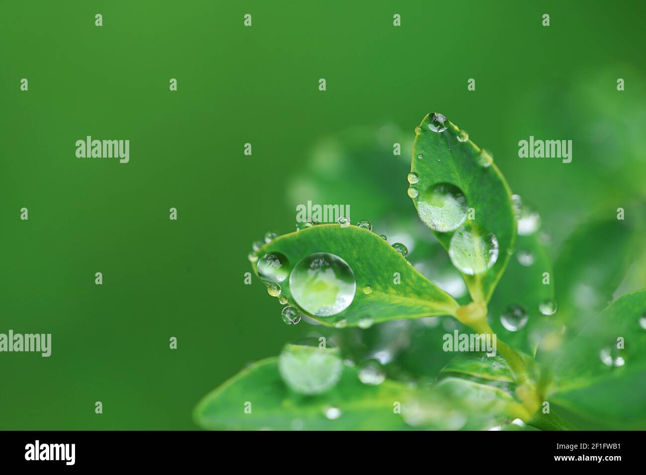 Jour de la Terre. Concept écologique. Feuilles vertes avec gouttes d'eau sur fond vert clair flou.magnifique fond de nature.plantes vertes sur vert Banque D'Images