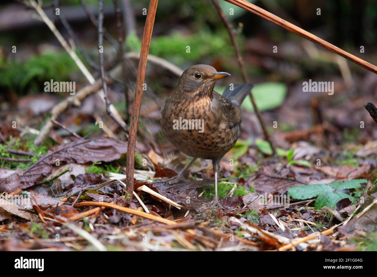 Femelle de recherche d'oiseau noir commun au sol. Banque D'Images