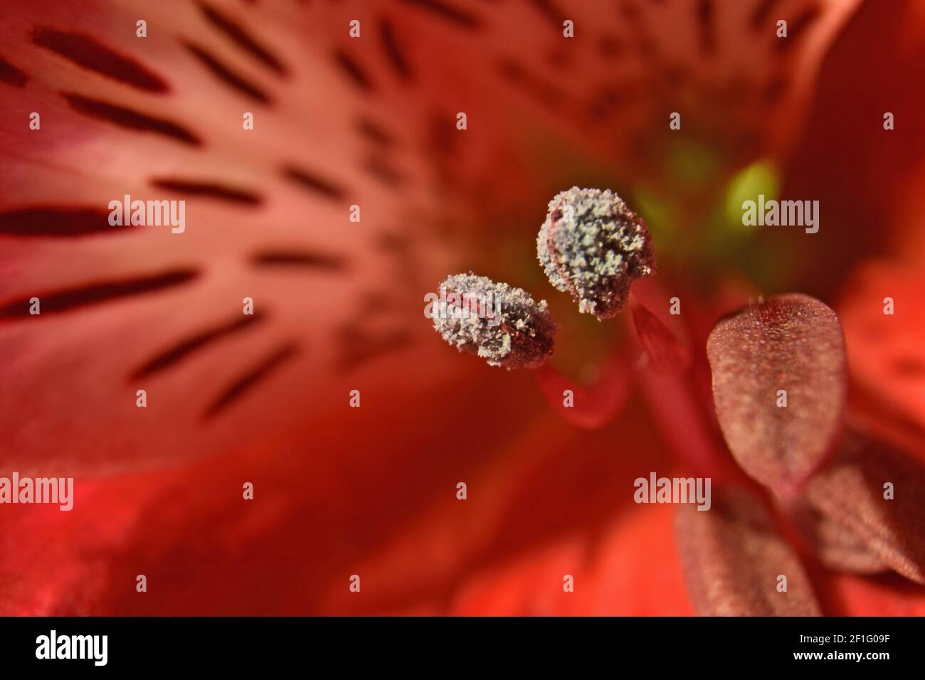 Macro photographie du centre d'une fleur rouge. Banque D'Images