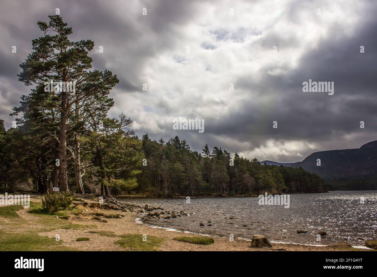 Pins sur la rive du Loch an Eilein dans la forêt de Rothiemurchus dans le parc national de Cairngorms, en Écosse, avec un ciel orageux et inquiétant Banque D'Images