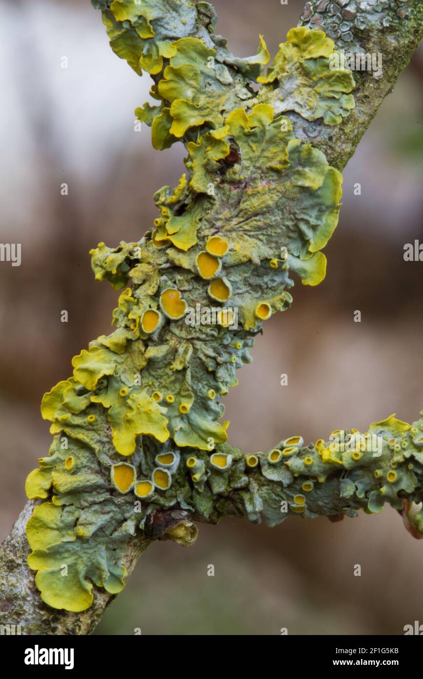 Gros plan de lichen orange commun croissant sur une branche de Hawthorn Banque D'Images