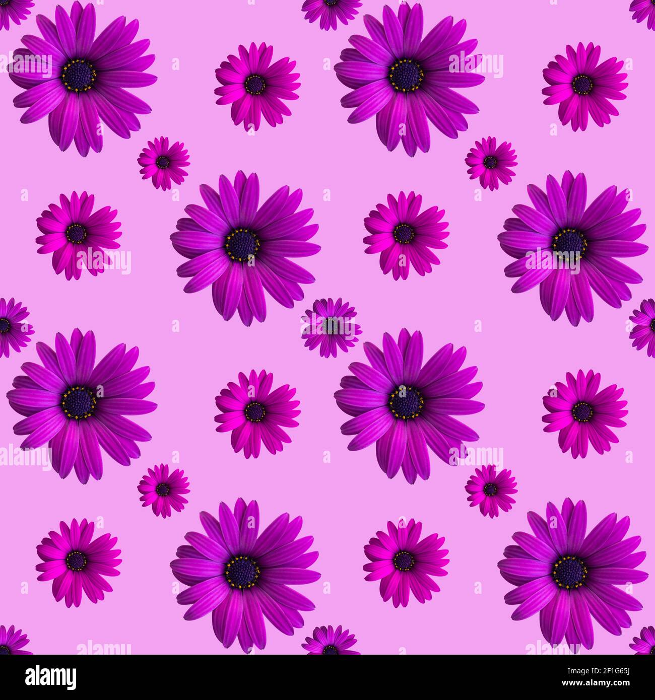 Belle fleur violette ou violette têtes sans couture motif sur fond rose. Vue de dessus des fleurs. Bannière. Pâquerette Banque D'Images