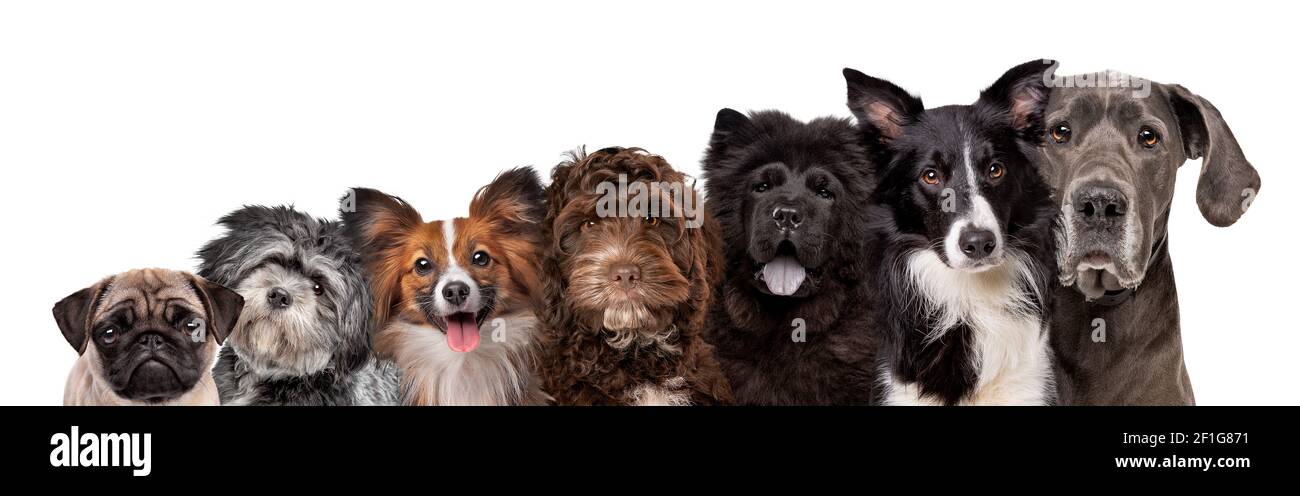 sept portraits différents de chiens de race qui regardent l'appareil photo isolé sur fond blanc Banque D'Images