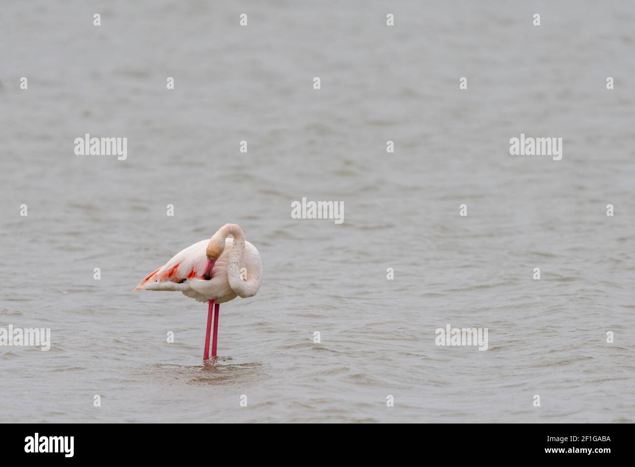 Un gros plan d'un flamant rose dans les salines De San Pedro del Pinatar à Murcia Banque D'Images