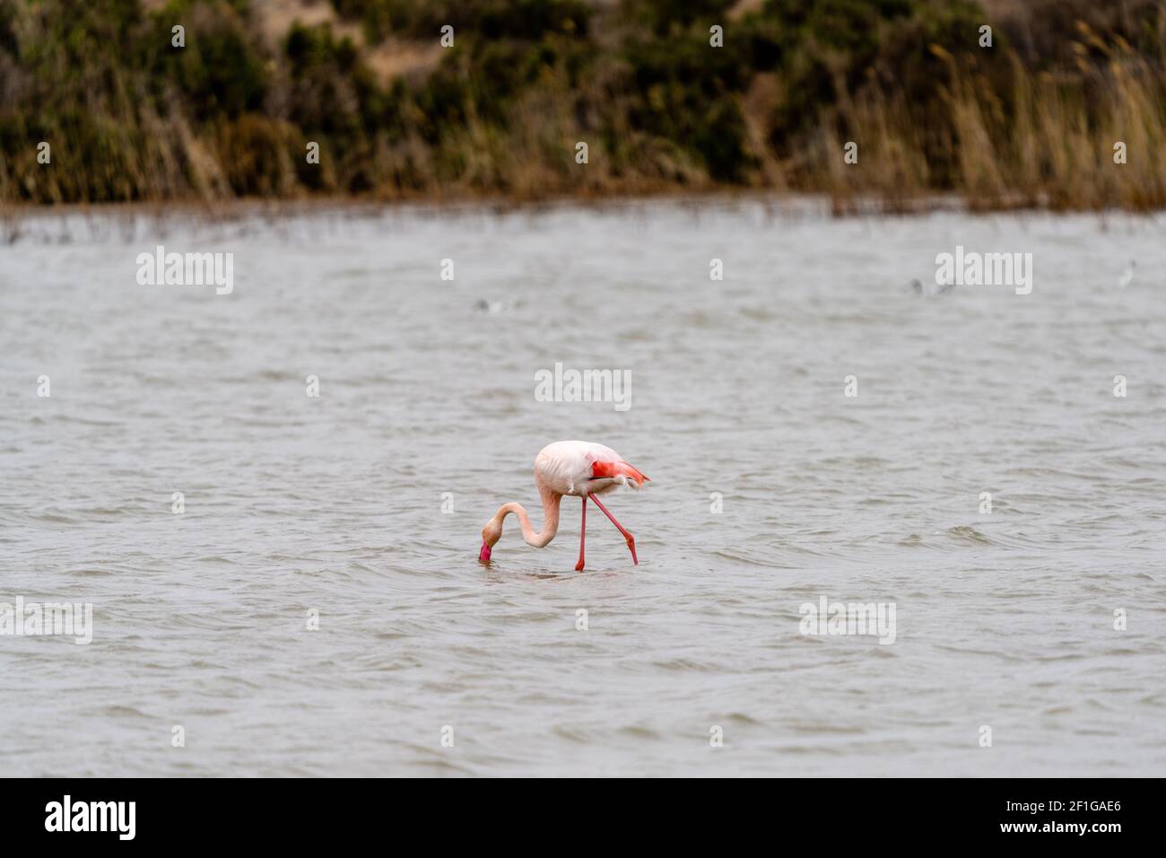 Un gros plan d'un flamant rose dans les salines De San Pedro del Pinatar à Murcia Banque D'Images