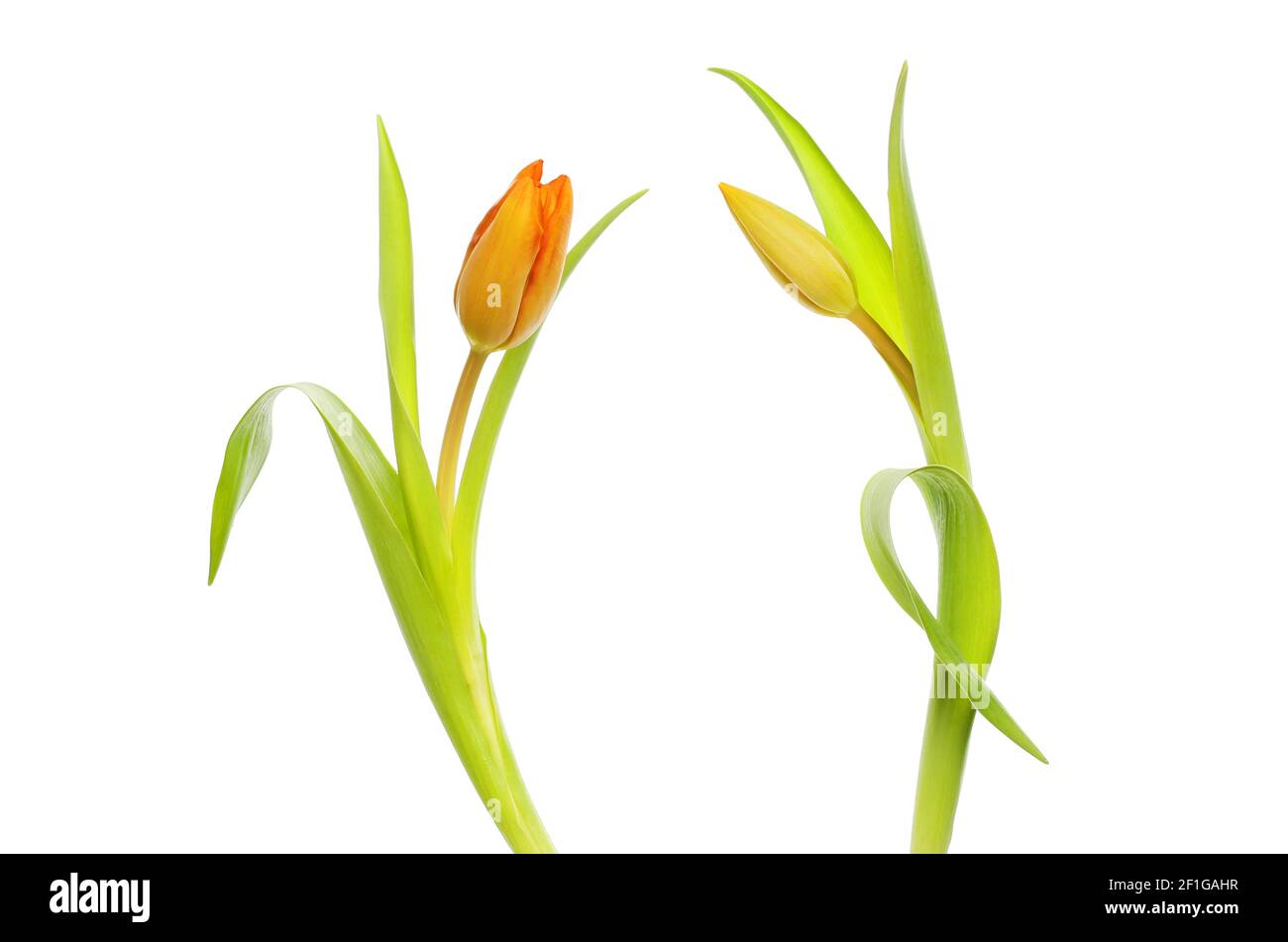 Deux boutons de fleurs de tulipe et feuillage isolés contre le blanc Banque D'Images