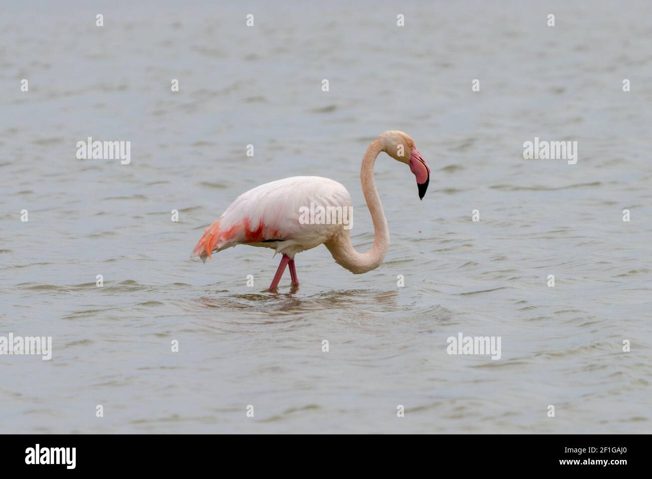 Un gros plan d'un flamant rose dans les salines De San Pedro del Pinatar à Murcia Banque D'Images