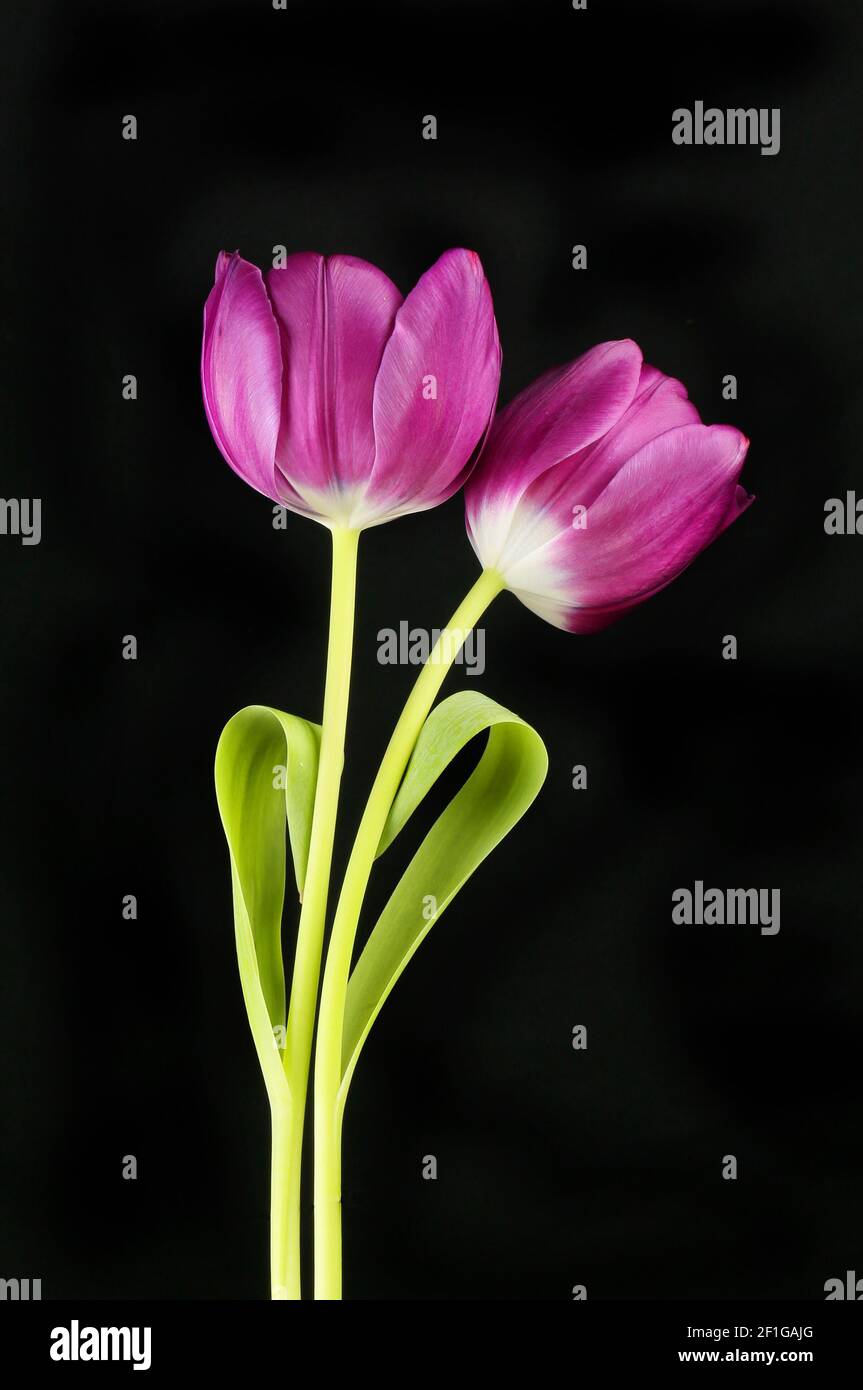Deux fleurs et feuilles de tulipe pourpres isolées contre le noir Banque D'Images