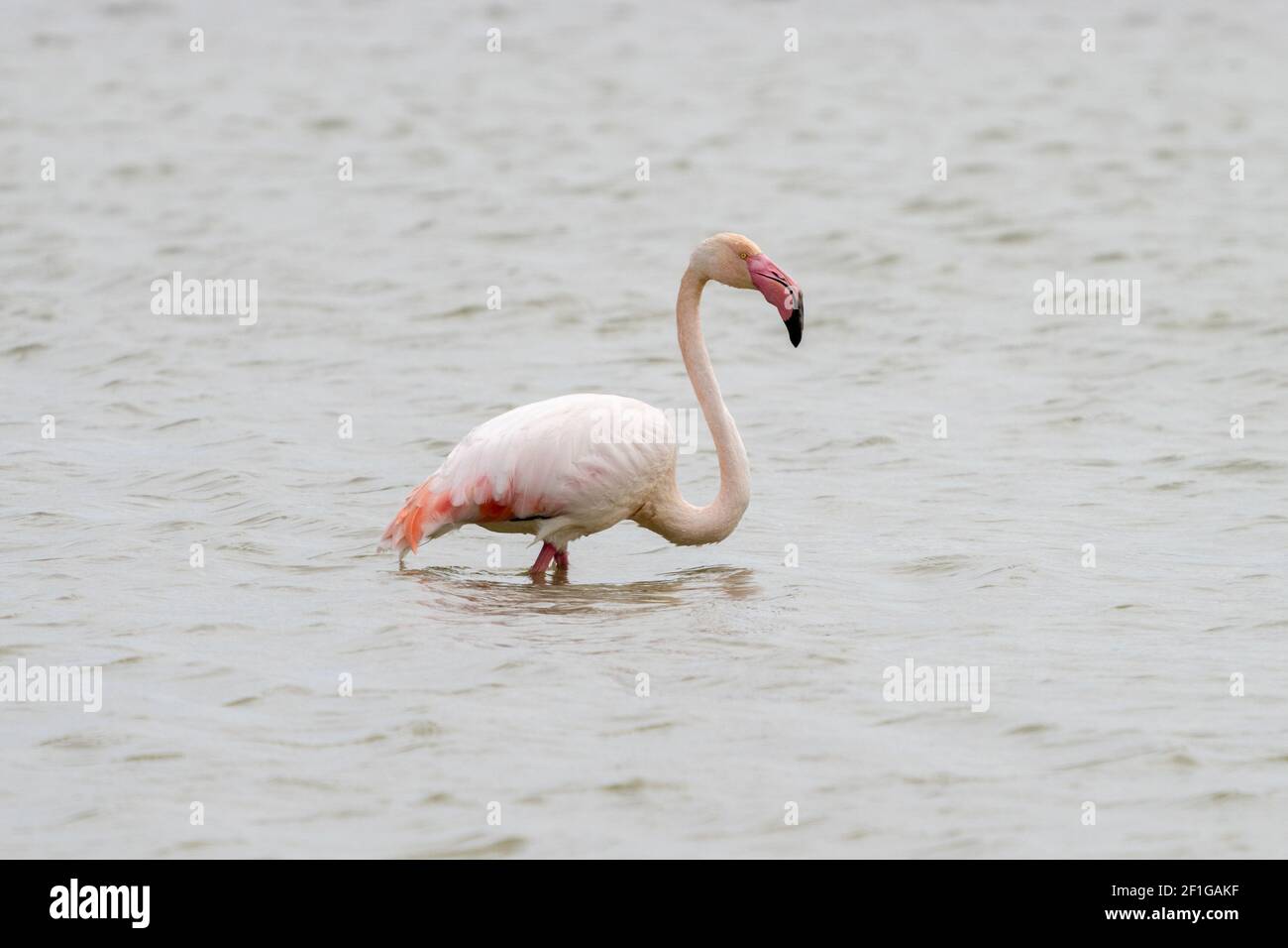 Un gros plan d'un flamant rose dans les salines De San Pedro del Pinatar à Murcia Banque D'Images