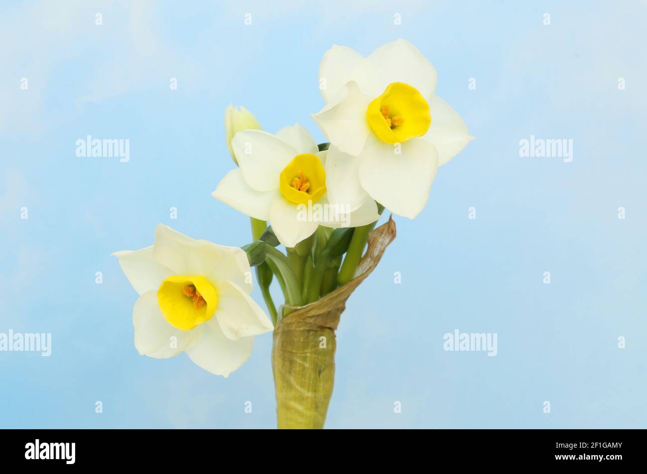 Narcissus blanc fleurit contre un ciel bleu Banque D'Images