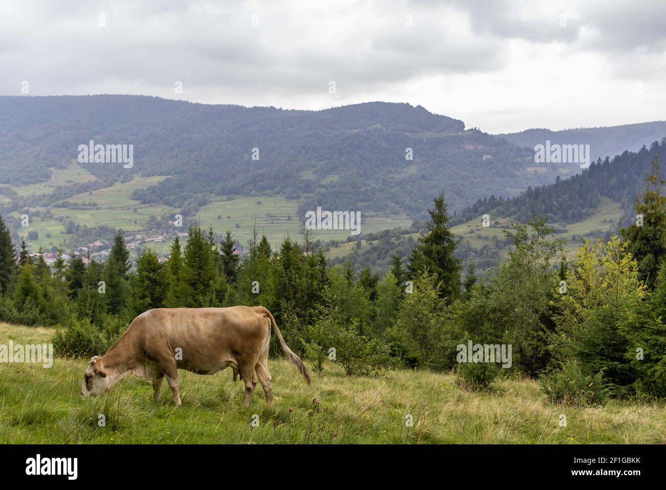 Vue majestueuse sur les montagnes brumeuses des Carpathes Meadow. Brouette de vache dans les montagnes carpathes Meadow Banque D'Images