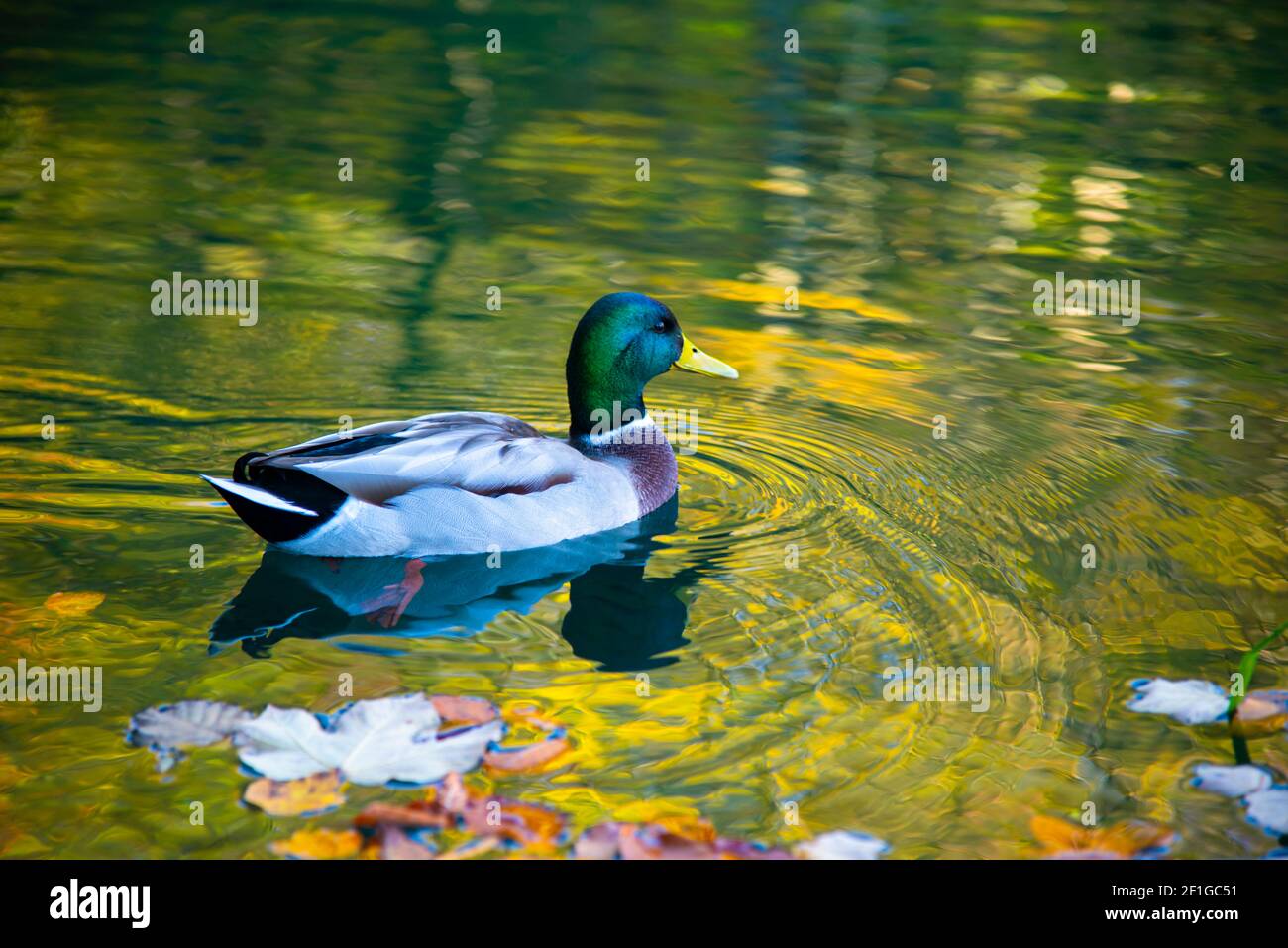 Magnifiques canards sauvages sur le lac ion la saison d'automne Banque D'Images