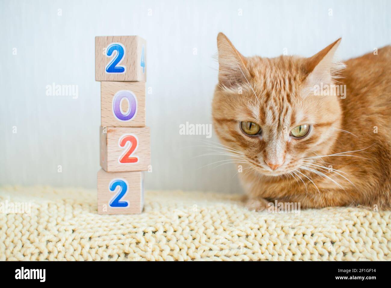 drôle de graisse gingembre chat études cubes avec des chiffres 2022. Nouvelle année 2022 Banque D'Images