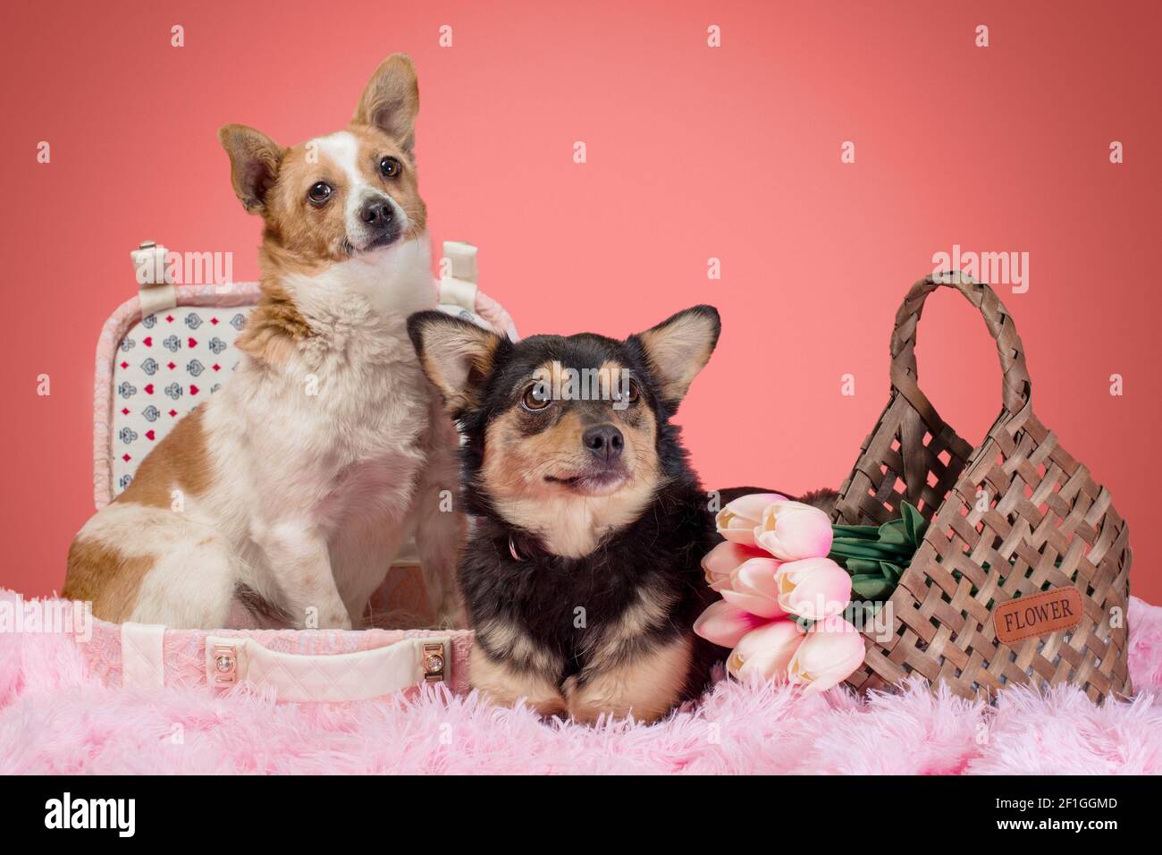deux chiens adultes en fourrure rose avec une valise décorative et tulipes dans un panier en osier Banque D'Images