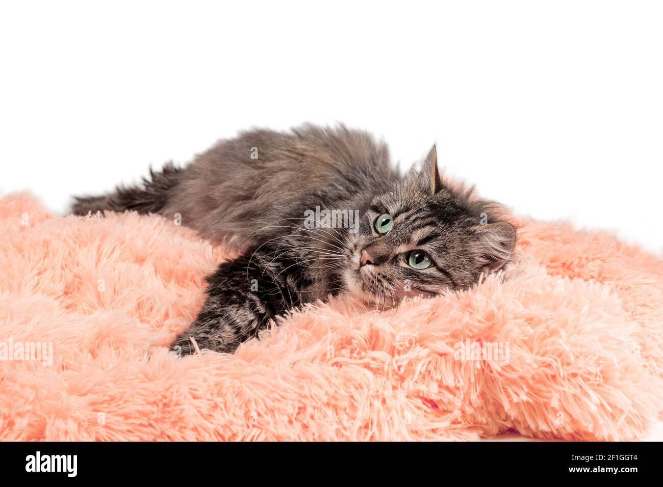 chat adulte moelleux couché en fourrure artificielle orange sur un arrière-plan blanc Banque D'Images