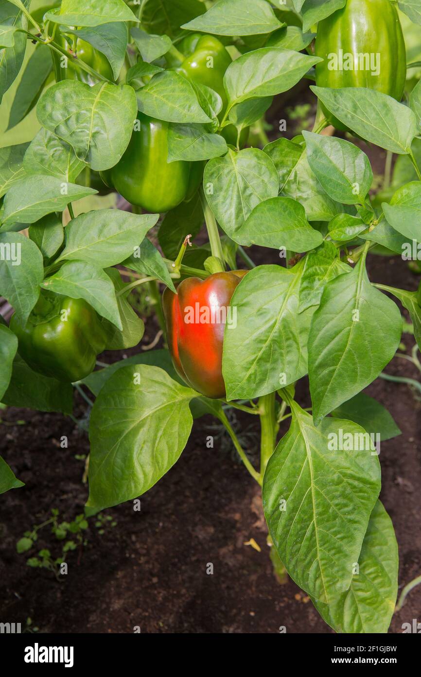 poivron dans le jardin en été Banque D'Images