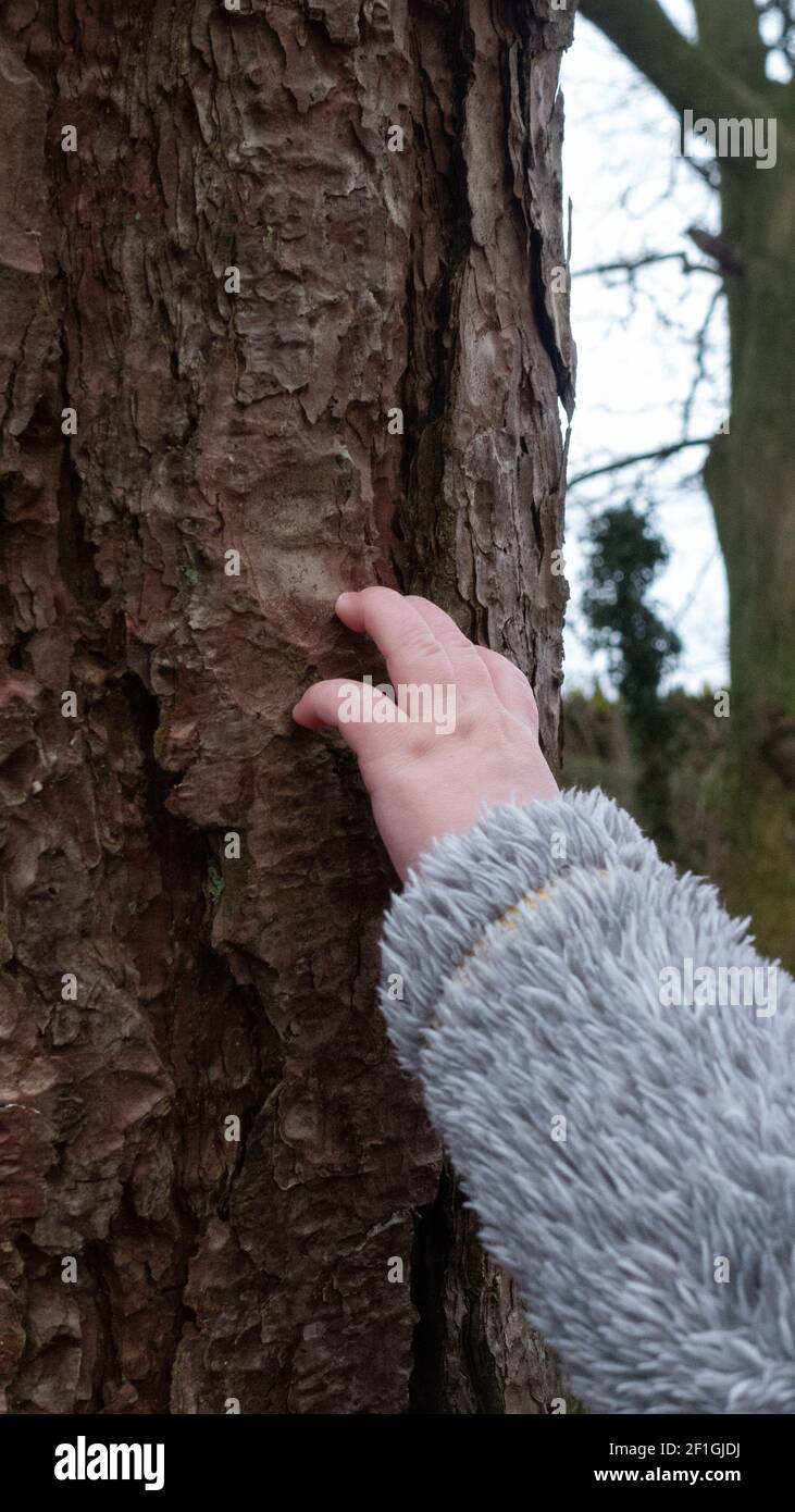 Gros plan de la main d'un bébé touchant un tronc d'arbre dans le parc naturel. Banque D'Images