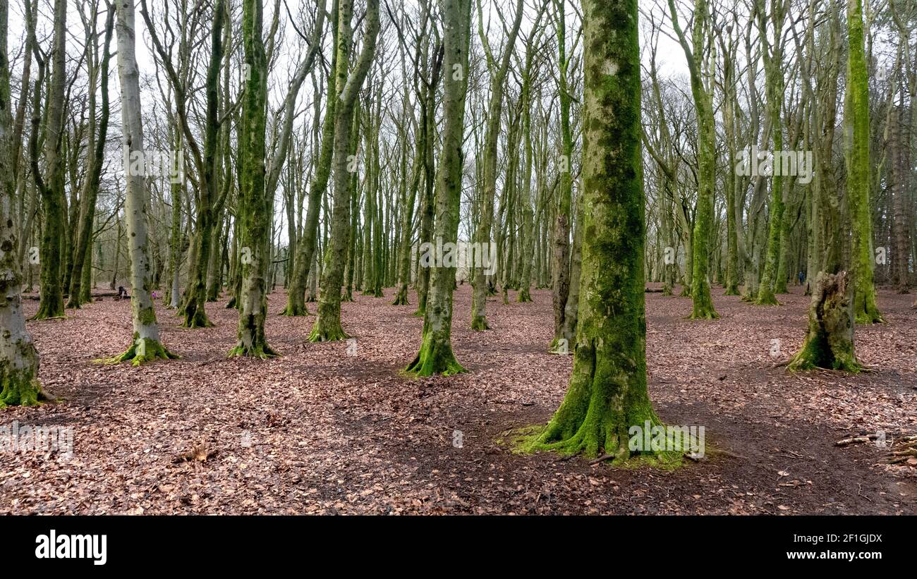 Forêt d'automne déserte avec arbre vert et terre couverte feuilles Banque D'Images